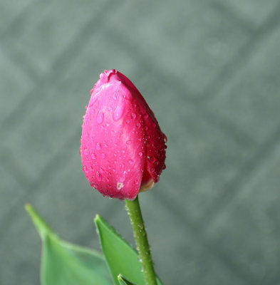 Tulip