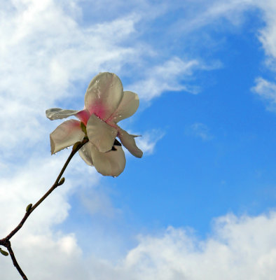 Lone Magnolia