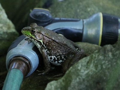 It's Too Hot; Hose Me Off