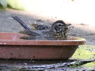 Juvenile Robins Beating The Heat