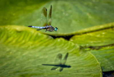 Flying About