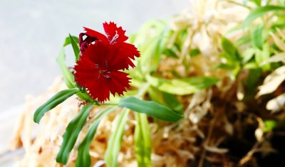 Flowers Exuberantly Want to Burst Forth Alive