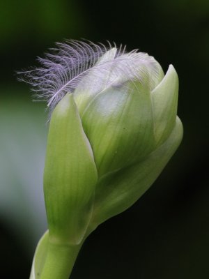 Hot Hosta Bud