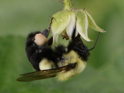 Hot Pollinator