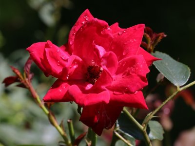 Hot and Wet Rose