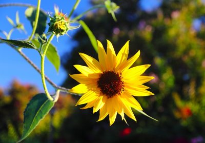 All the Colors of Nature...Shooting is a Labor and a Love