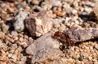 The Hard Working Red Ant