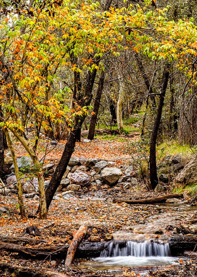 Autumn in Madera Canyon