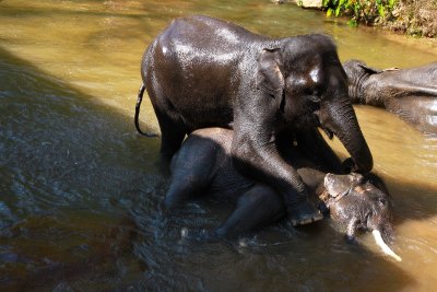 A Mother's Love