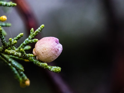 Juniper Berry