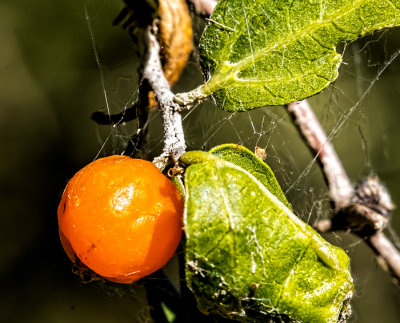 Berry