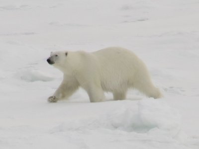 Hinlopen Strait Ice Bear