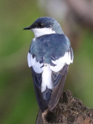 White Winged Swallow