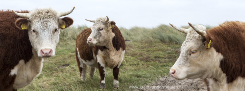 2N9B1799 Terschelling koeien op de Boschplaat 