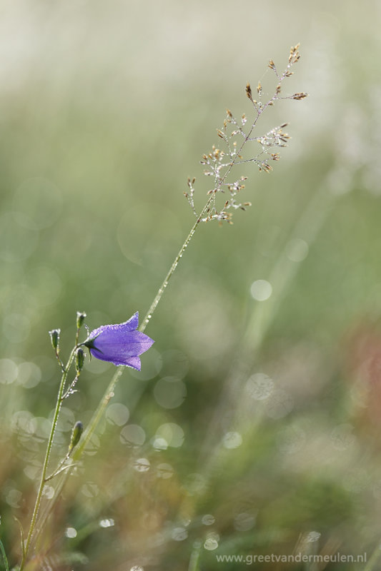 2N9B3838 harbell in dew / grasklokje dauw