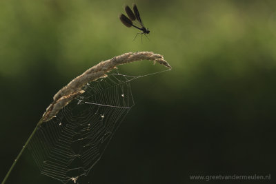 0713 banded demoiselle / Weidebeekjuffer