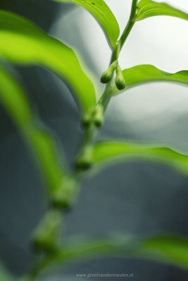 2N9B1207 Solomon's seal  / polygonatum multiflorum / Salomonszegel 