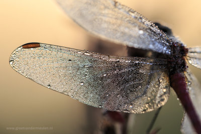 2N9B9093 dragonfly wing / libel vleugel