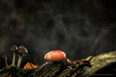 2N9B0582 toadstool