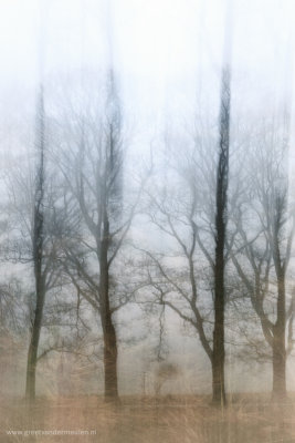 2N9B3449 trees in the mist