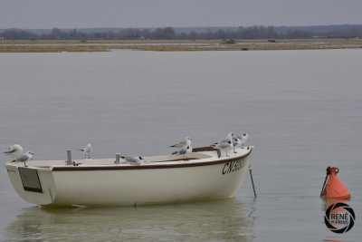 de somme 02-17-16.jpg