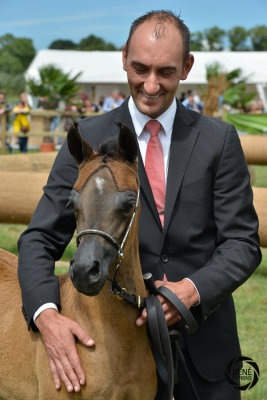 westcup arabische volbloeden-32.jpg