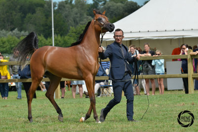westcup arabische volbloeden-51.jpg