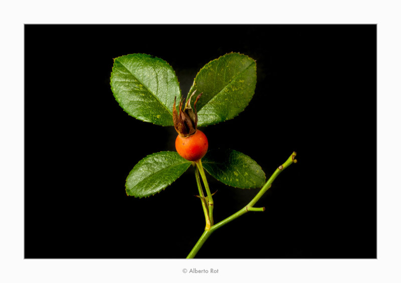 31/10/2017  Rosa canina