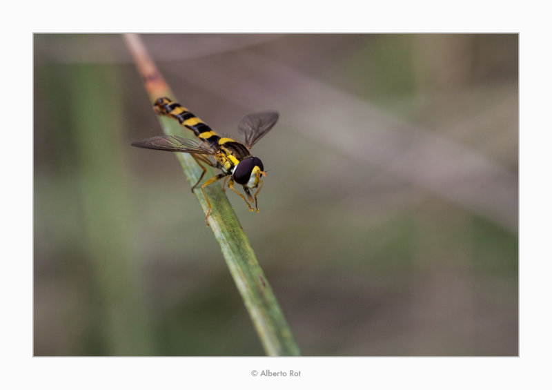 Mosca cernidora