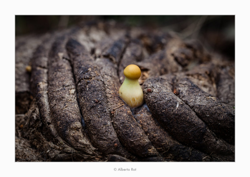 10/12/2018 · Fong