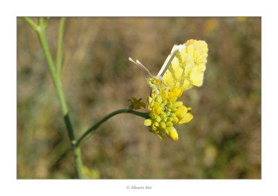 16/04/2017  Groc sobre groc