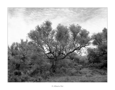 22/04/2017 · Terres ermes i olivera