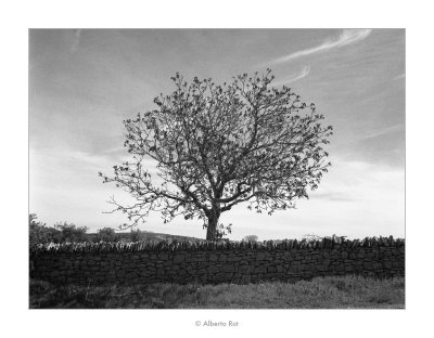 Arbre i paret · La Llacua - Morella (Els Ports)