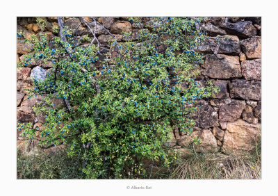 01/08/2017  Aranyoner (Prunus spinosa)