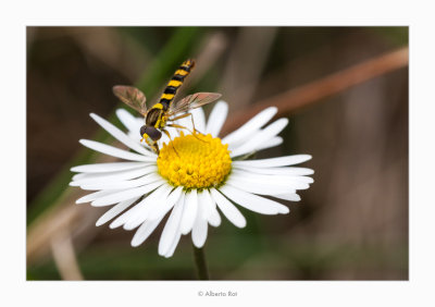 Mosca cernidora