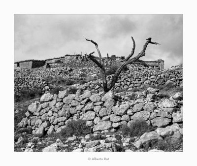 15/01/2018  Arbre sec i marge de pedra