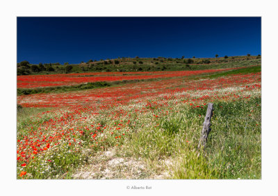 Camp de roselles