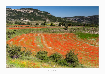 Camp de roselles