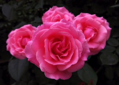 Flora