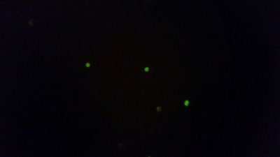 AO fluorescent 1