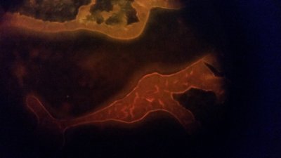 AO fluorescent 5