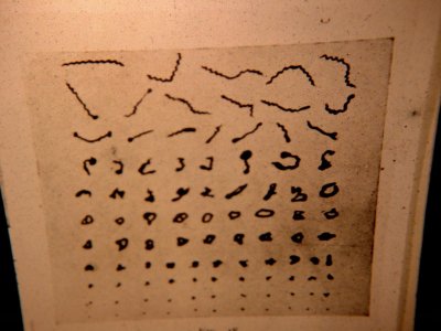 Borrelia morphologies