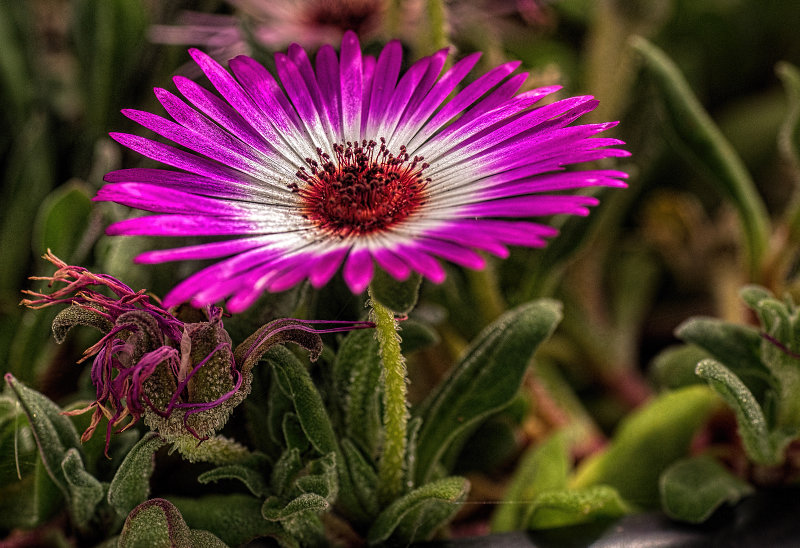 plants_and_flowers