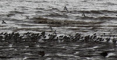 waders by the shore