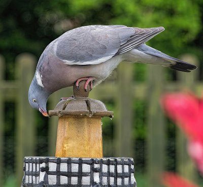 Wood Pigeon on my solar fountain