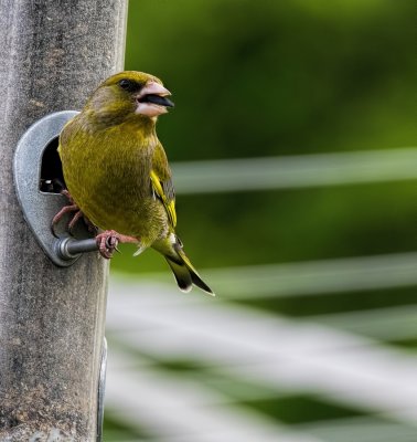 Greenfinch