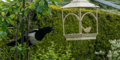 Magpie working out how to reach the bird table