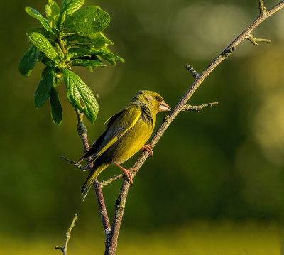 Greenfinch