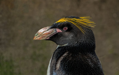 Macaroni Penguin Torquay Living Coast