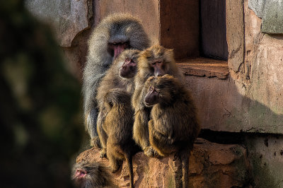 Family Grooming